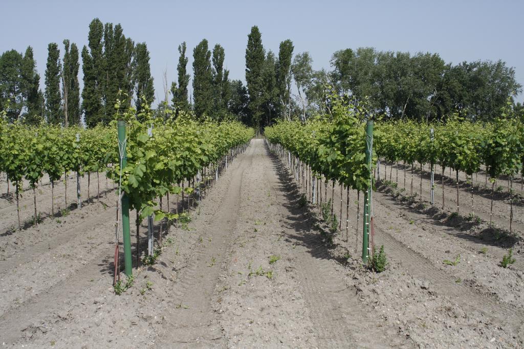 Pension & Weingut Storchenblick Illmitz Exterior photo